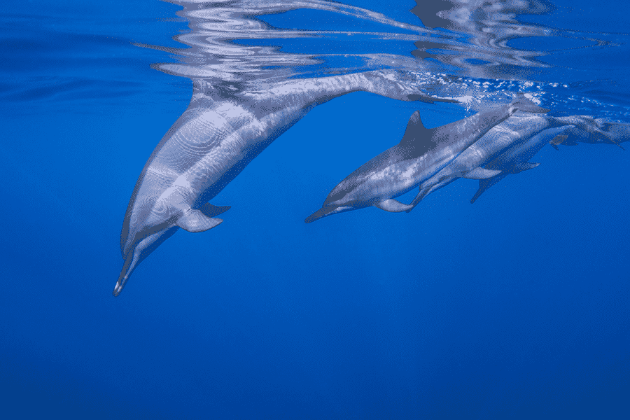 Dolphins on a Morning Snorkel Tour in Kailua Kona Hawaii