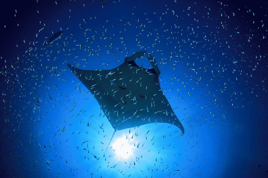 manta ray snorkel kona manta ray snorkel kona