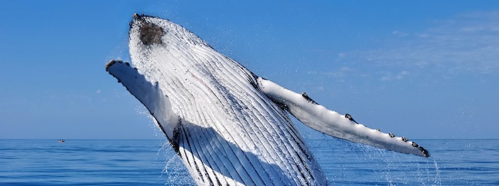 Humpback Whales