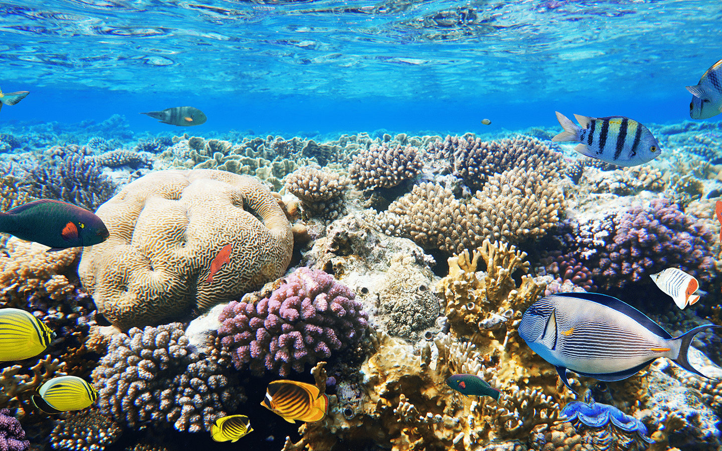 Kailua Kona Snorkel Tour in the Afternoon by the Marine Sanctuary