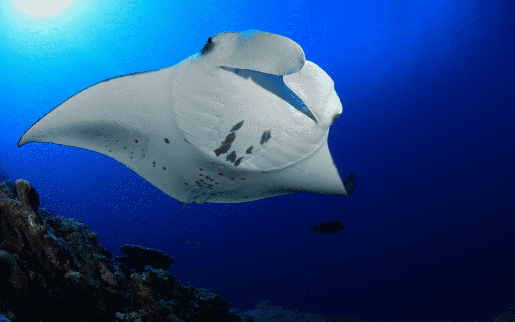 Manta Ray Night Snorkel Tour in Kailua Kona Hawaii