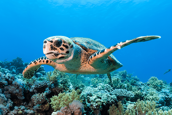 Sea Paradise Afternoon Snorkel Tour in Kailua Kona Hawaii