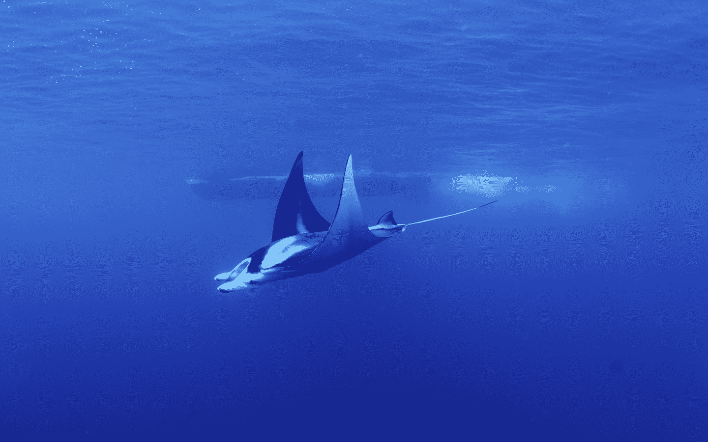 manta ray snorkel kona