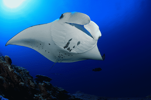 Sea Paradise Sunset Manta Ray Snorkel Tour in Kailua Kona Hawaii