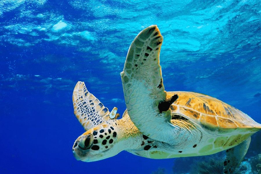 Sea Turtle Swimming on an Afternoon Snorkel Tour in Kailua Kona