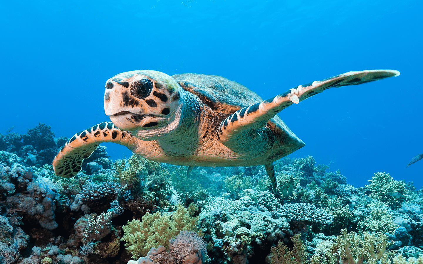 Sea Turtle in the Water on a Morning Snorkel Tour in Kailua Kona Hawaii