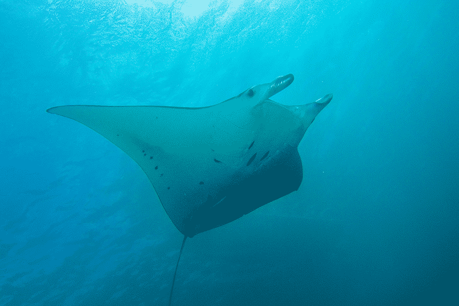 Sunset Manta Ray Snorkel Tour in Kailua Kona Hawaii