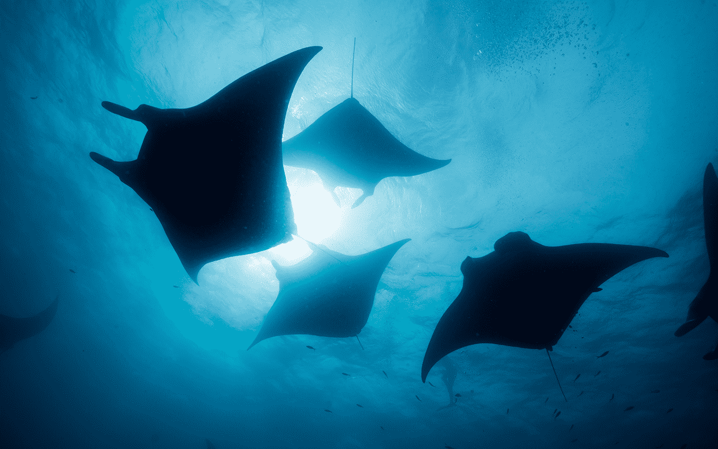 Swimming with Manta Rays on a Snorkel Tour in Kona