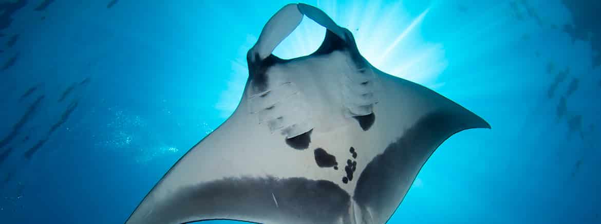 hawaii-manta-rays