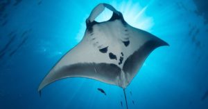 Manta rays in Hawaii