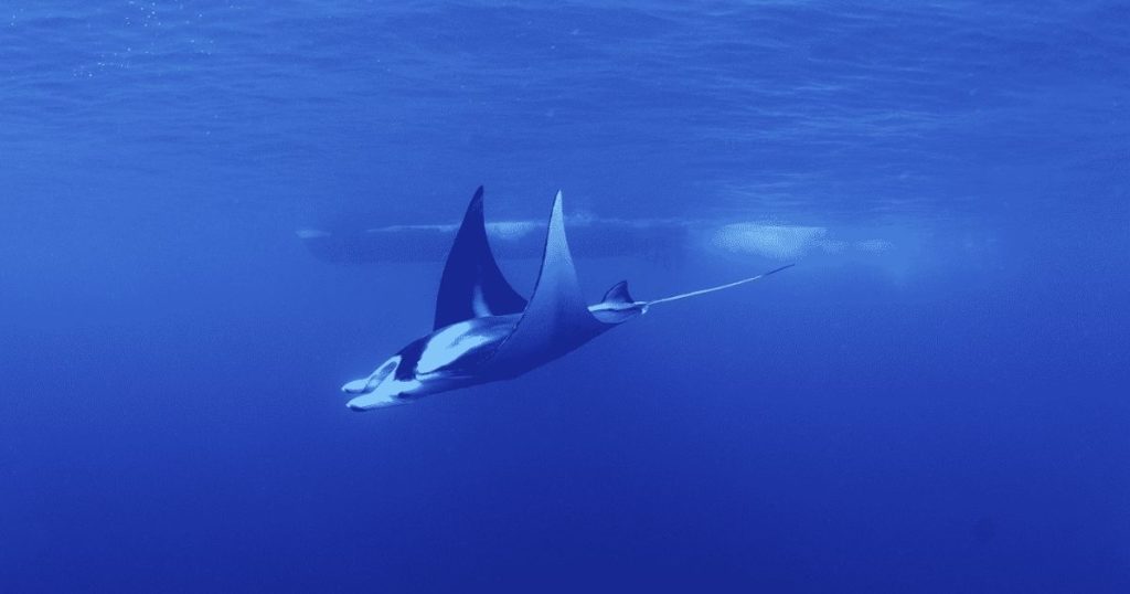 The Manta Ray in Hawaii