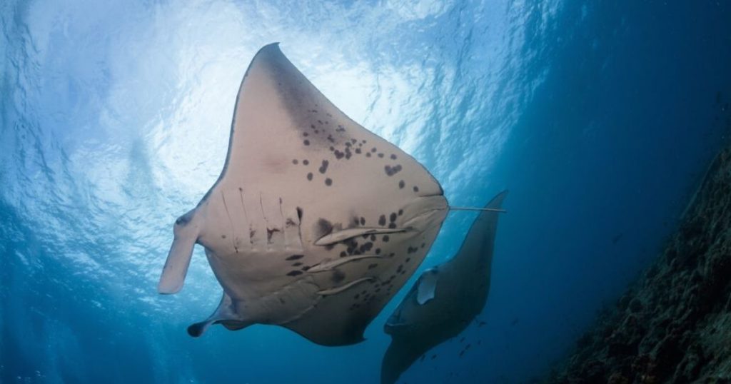 Manta Ray Snorkeling in Kona