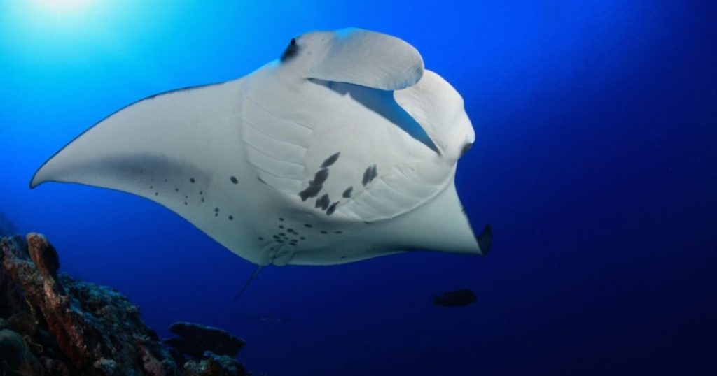 Snorkel with manta Rays in Kona