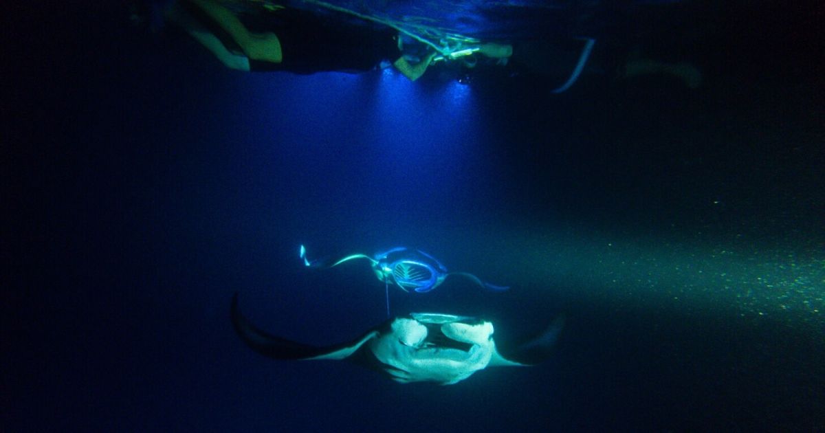 Manta ray night snorkel kona