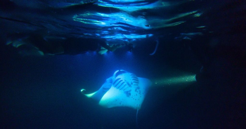 Manta ray night snorkeling in Kona