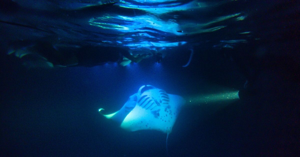 Manta ray night snorkeling in Kona