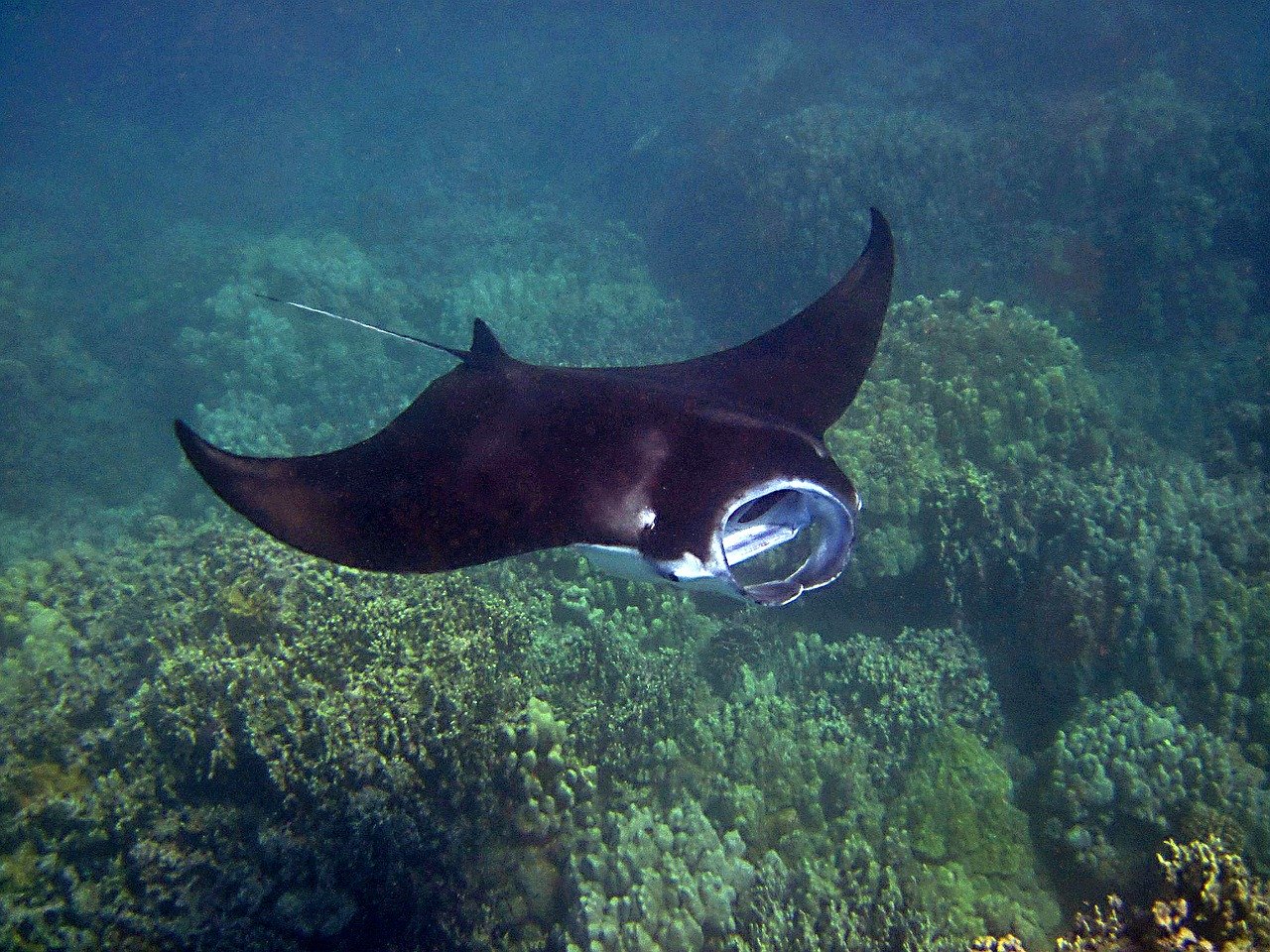 do manta rays travel in schools