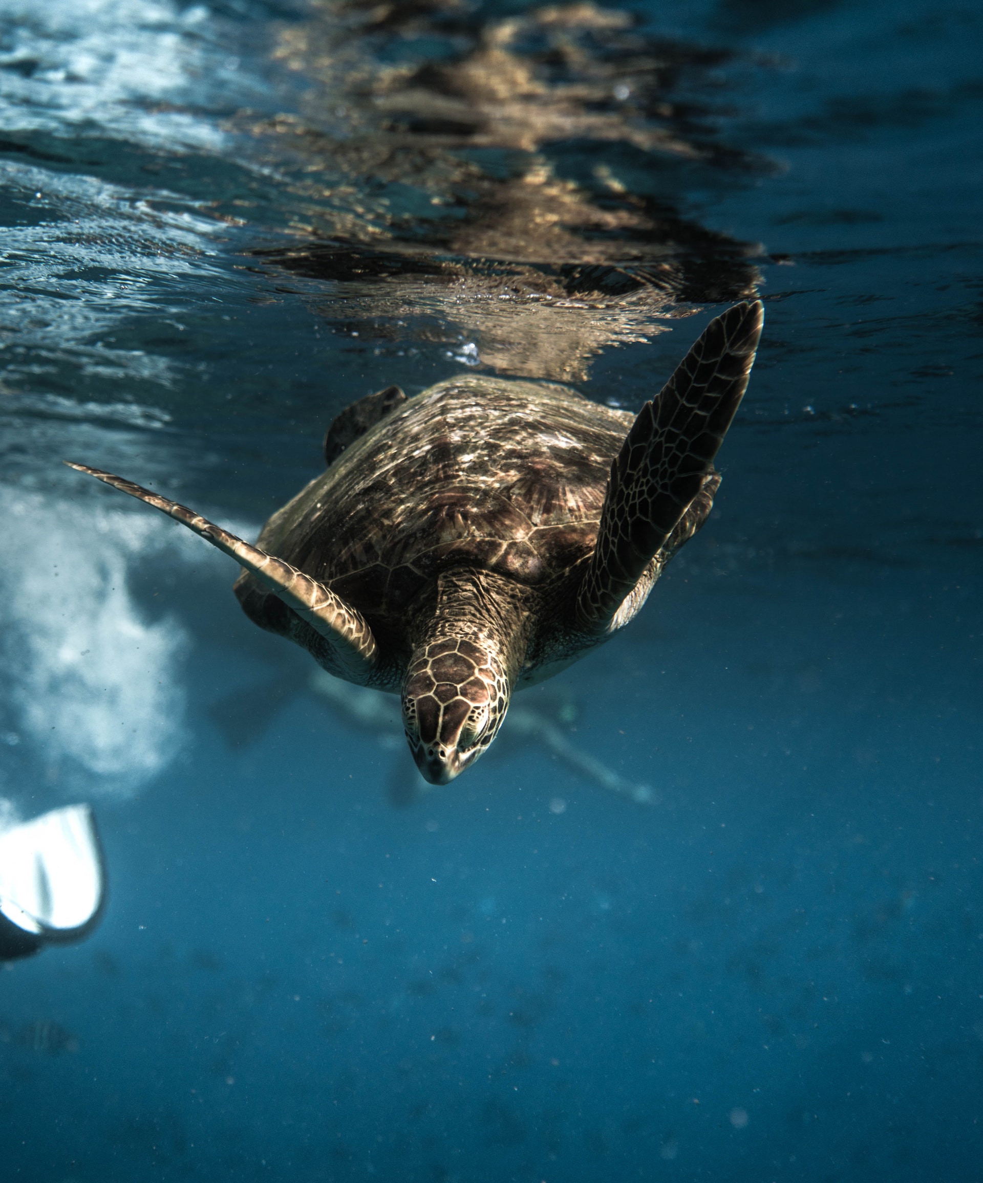 green turtle in sea