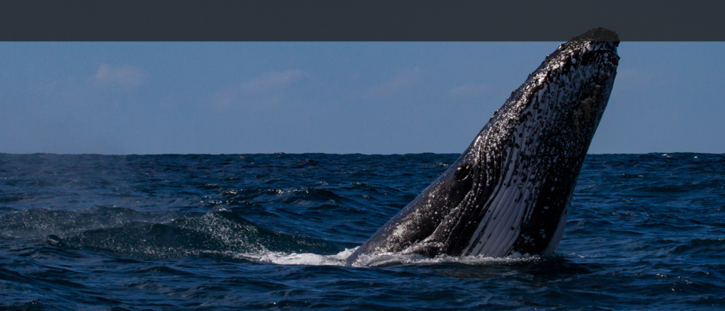 Humpback whale breaching