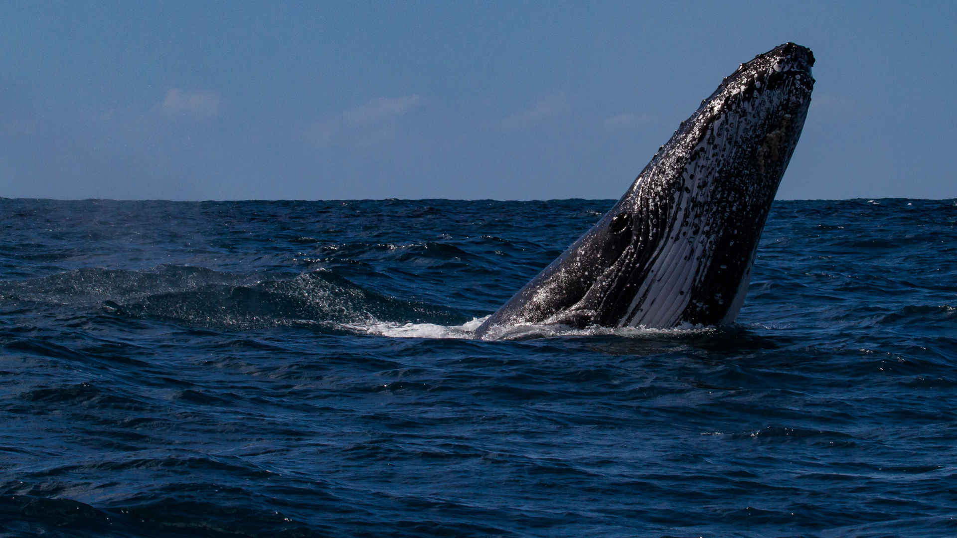 humpback whale breaching