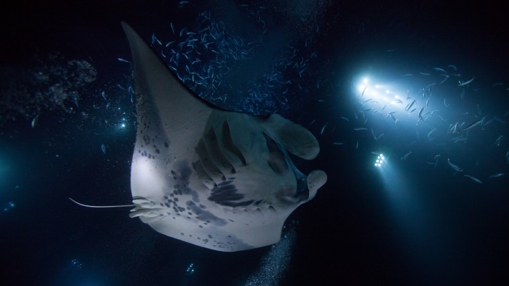 manta ray swimming