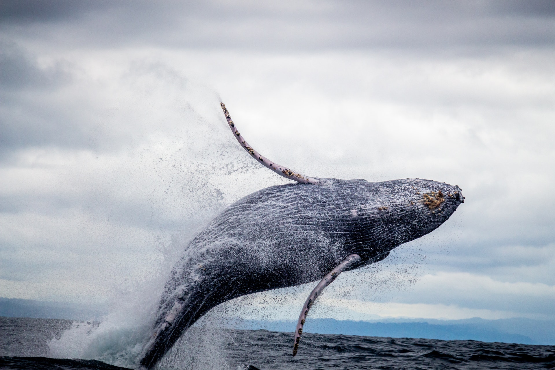 hawaii humpback whale sanctuary