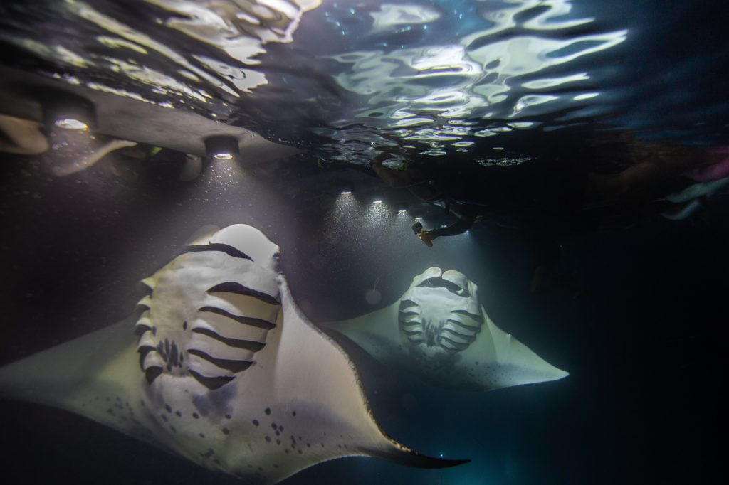 Manta Rays underwater