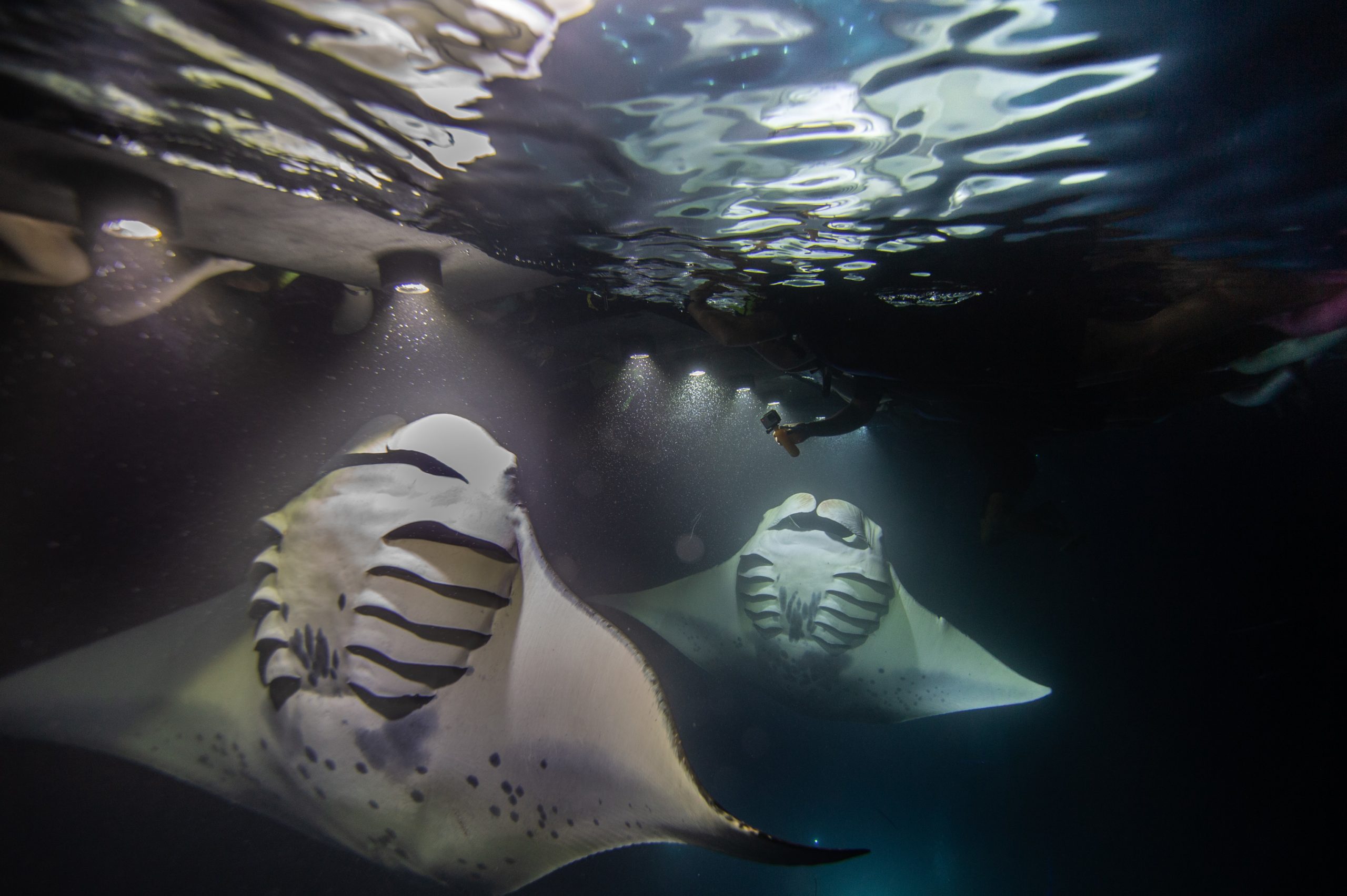 Manta Rays underwater