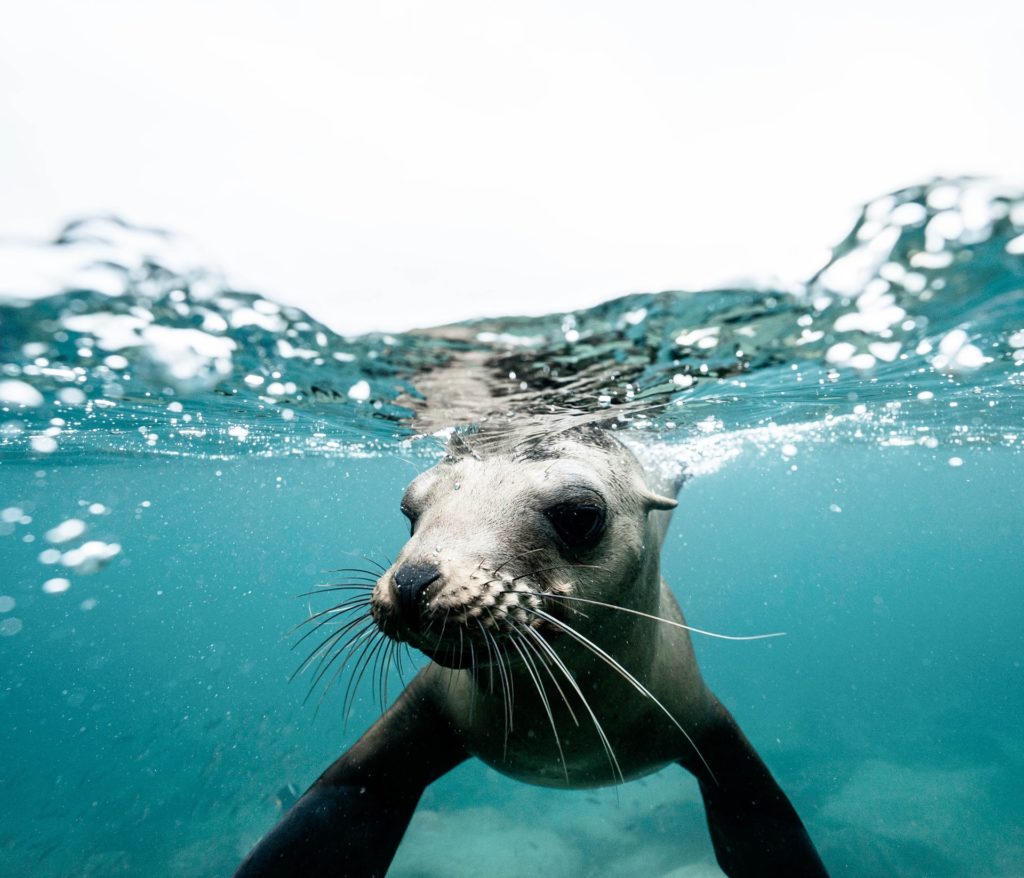 Seal under the surface of water