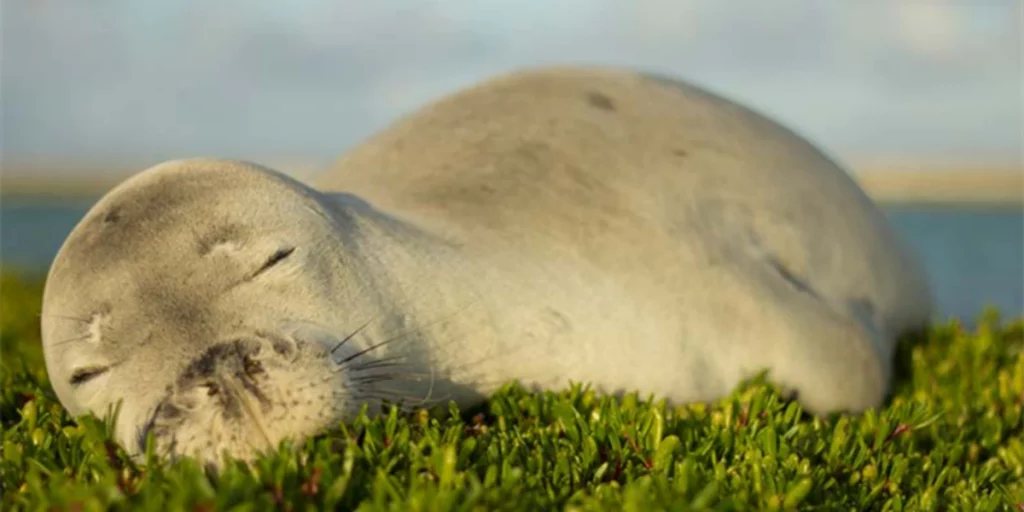 Monk Seal on beach