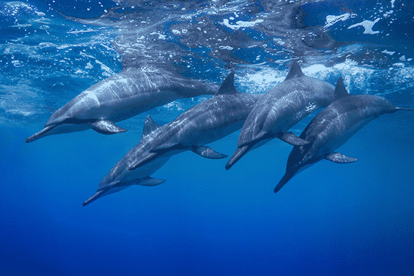 big island catamaran tour