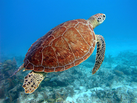 green sea turtle under the surface