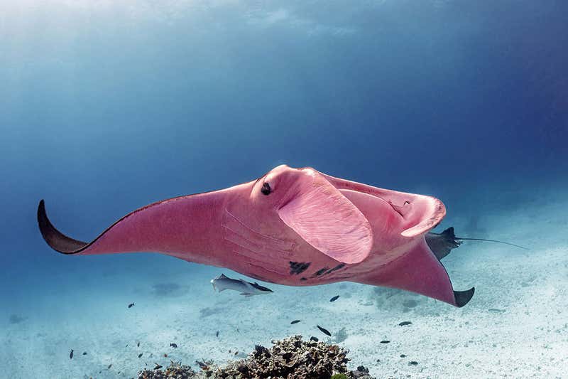 Why Is This Manta Ray Pink?