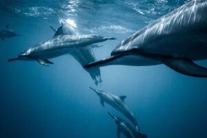 Spinner Dolphins under the surface of the water