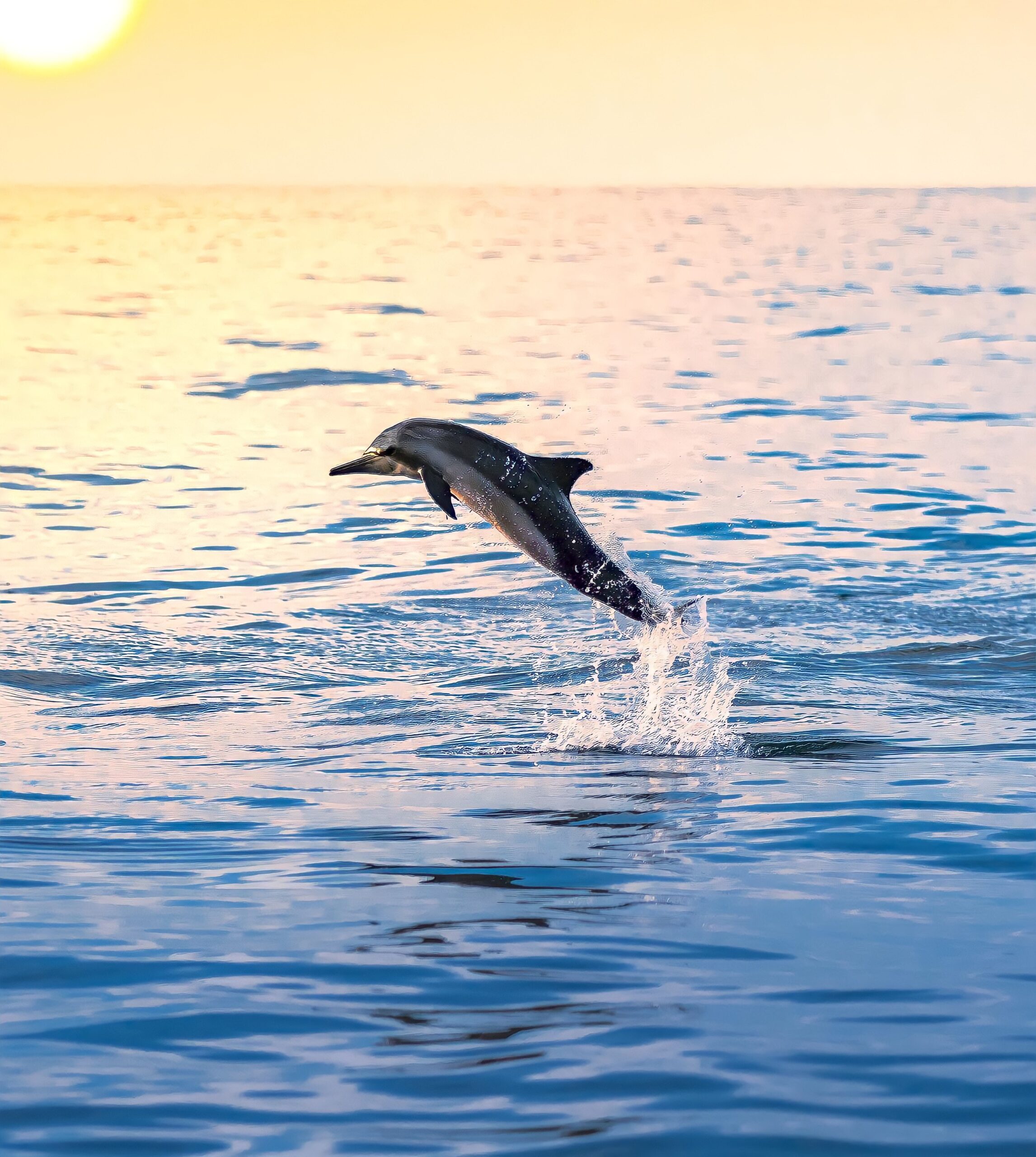 Dolphin At Sunset Wind Spinner