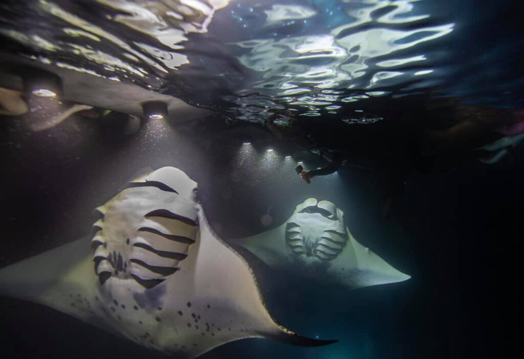 Mantas under raft