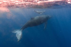 Humpback whale with baby