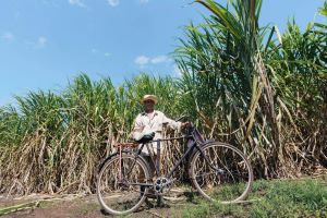 Man with bike in front of sugarcane